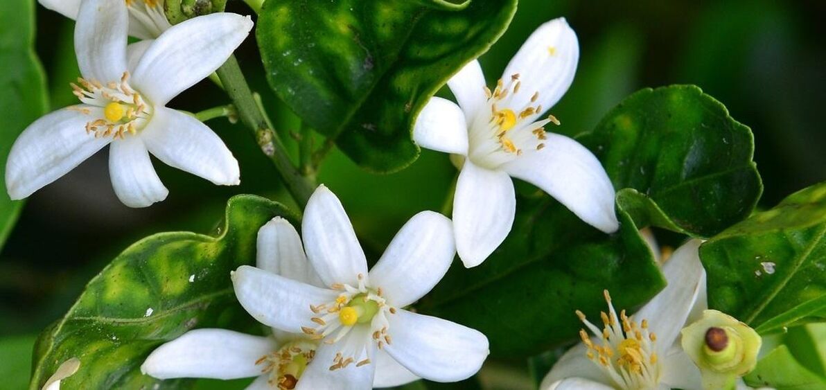 Neroli သည် ပင့်ကူသွေးကြောများကို ဖယ်ရှားပေးသည်။